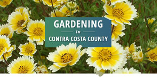 Contra Costa website